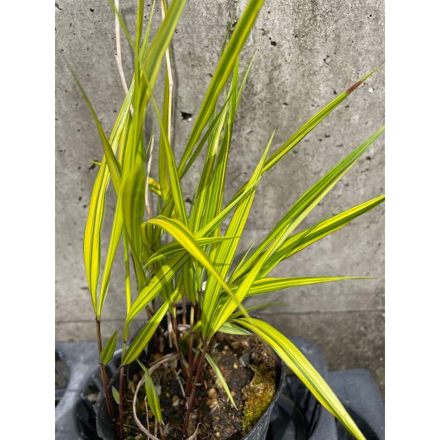 グランドカバー オウゴンフウチソウ (黄金風知草) 10.5p 5本 グランドカバー オウゴンフウチソウ (黄金風知草) 10.5p 5本